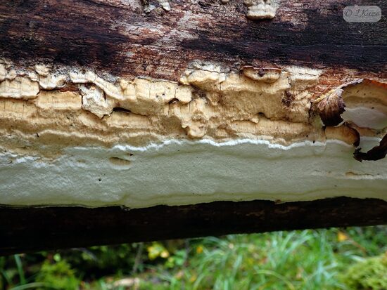 Fomitopsis pulvinascens